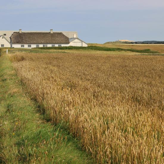 Gode bøger til ferien i Danmark, både guides og romaner